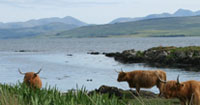 The Drimnin Estate