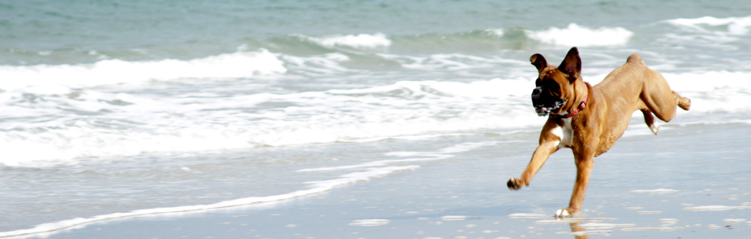 Dog Friendly Self Catering Skye July Dog Friendly Self Catering Skye July