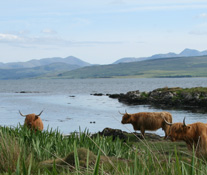 Some of the Neighbours