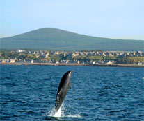 Dolphin in the Moray Firth